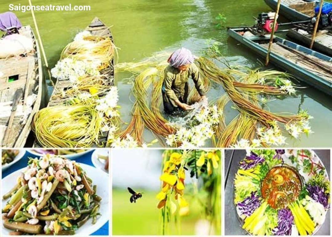 TP. HỒ CHÍ MINH - RỪNG TRÀM TRÀ SƯ AN GIANG - MÙA NƯỚC NỔI VÀM NAO