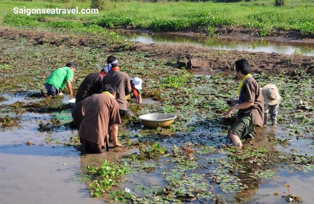 TP. HỒ CHÍ MINH - RỪNG TRÀM TRÀ SƯ AN GIANG - MÙA NƯỚC NỔI VÀM NAO