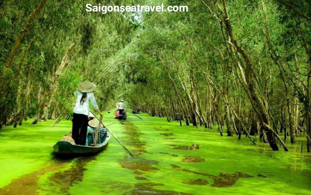 TP. HỒ CHÍ MINH - RỪNG TRÀM TRÀ SƯ - MÙA NƯỚC NỔI VÀO NAO - CẦN THƠ