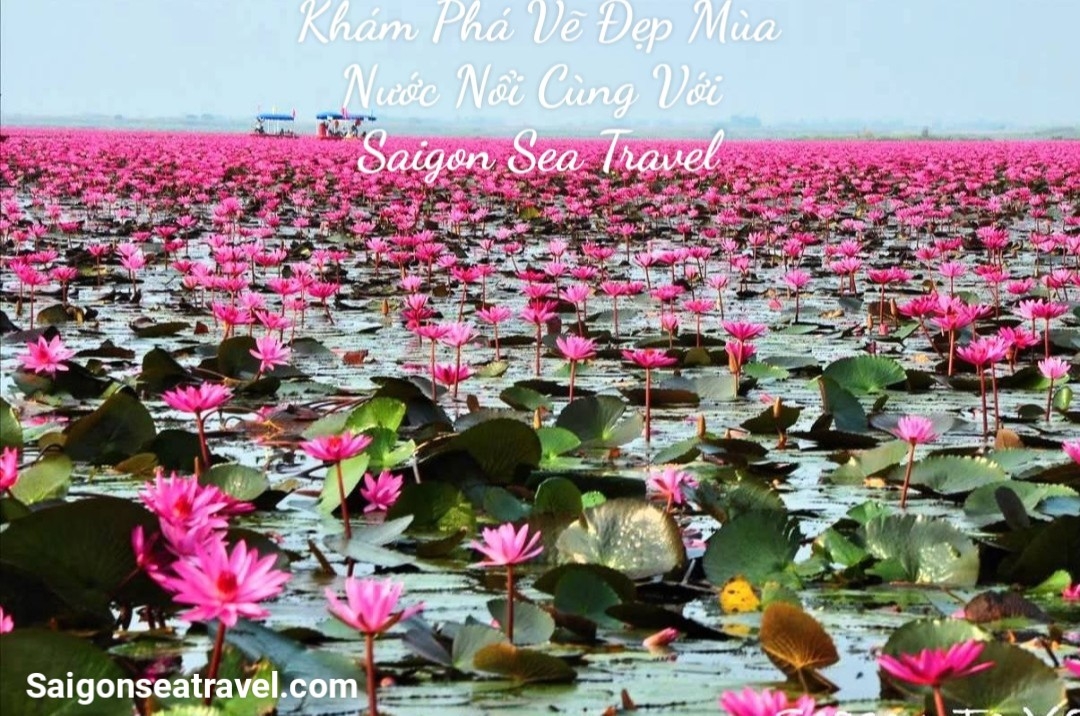 TP. HỒ CHÍ MINH - RỪNG TRÀM TRÀ SƯ - MÙA NƯỚC NỔI VÀO NAO - CẦN THƠ